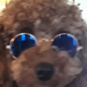 Meet your Posher, Perla